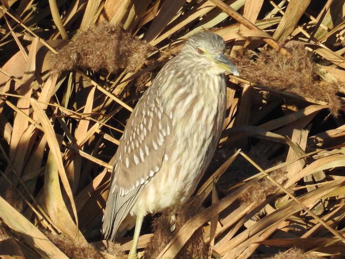 Black-crowned Night Heron - ML79356621