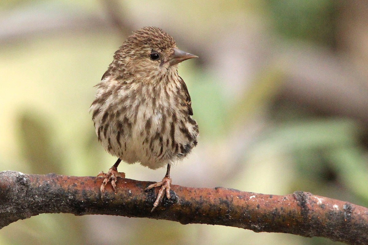 Pine Siskin - ML79356651