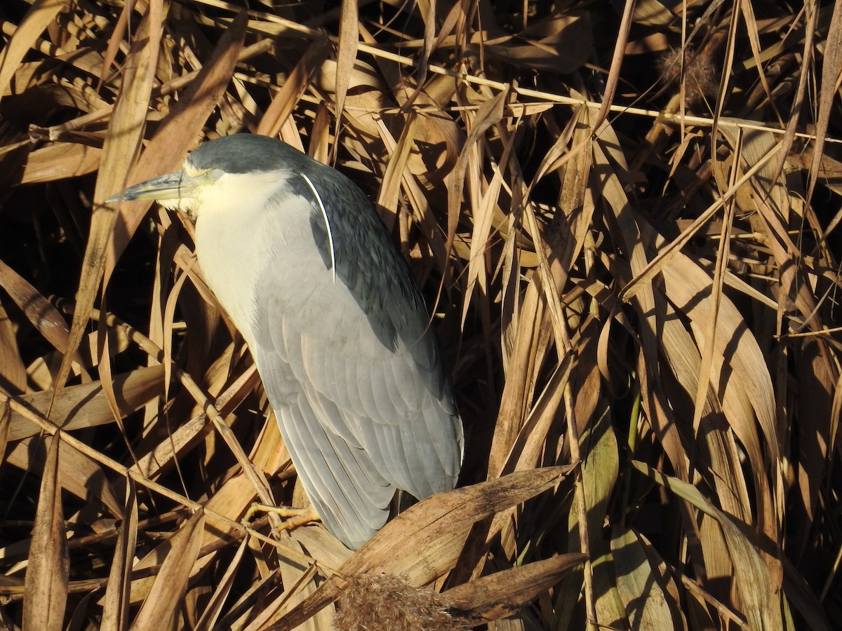 Black-crowned Night Heron - ML79356661