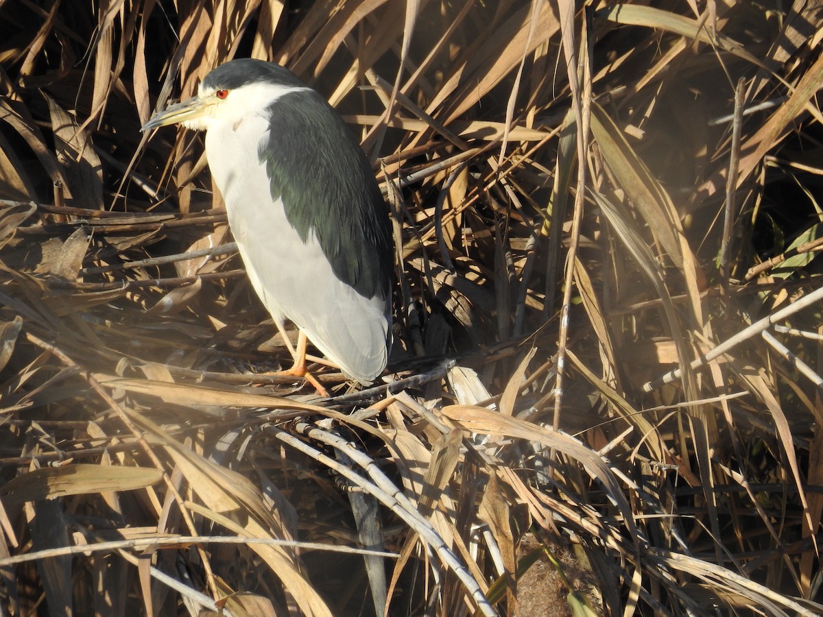 Black-crowned Night Heron - Ananth Ramaswamy