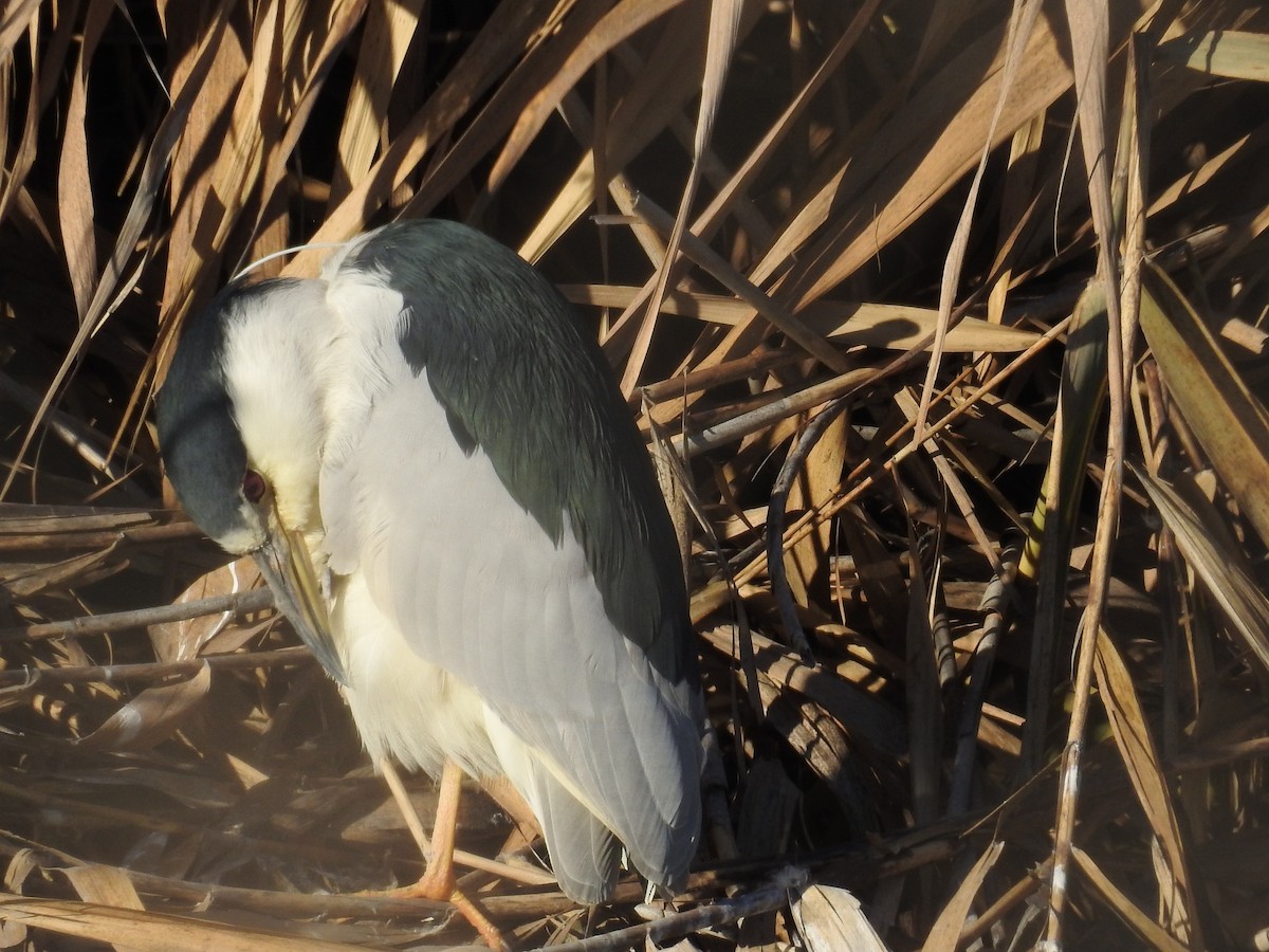 Black-crowned Night Heron - ML79356751