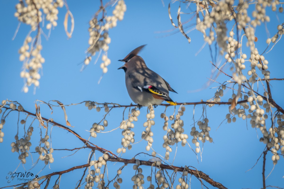 Bohemian Waxwing - ML79357051