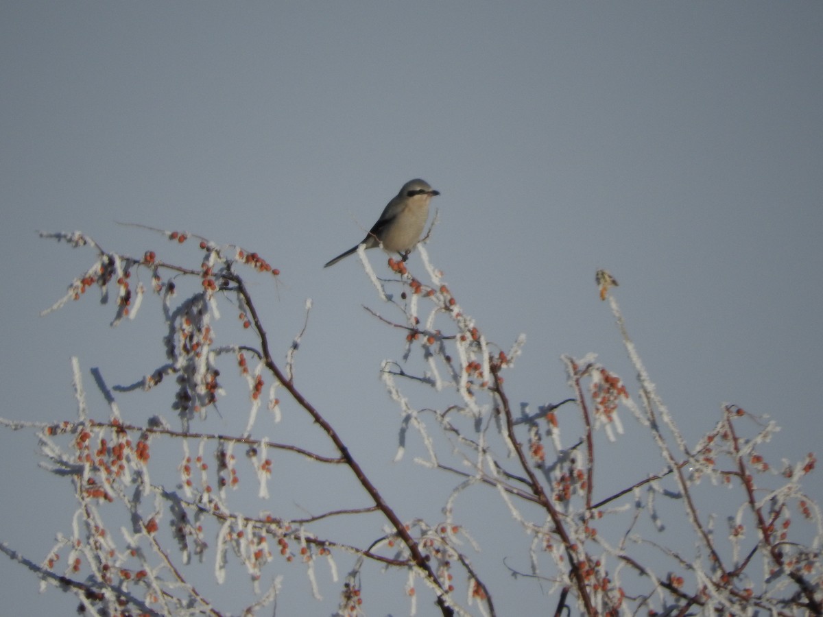 Northern Shrike - ML79357431