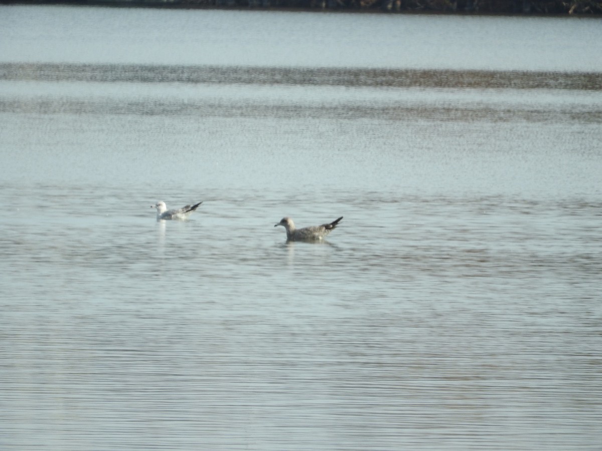 California Gull - ML79357491