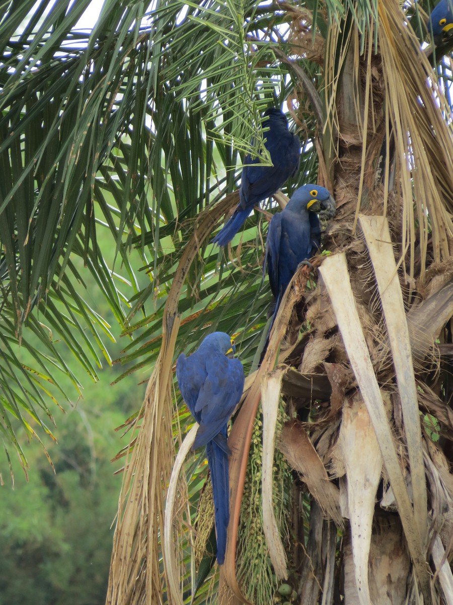 Hyacinth Macaw - ML79358781