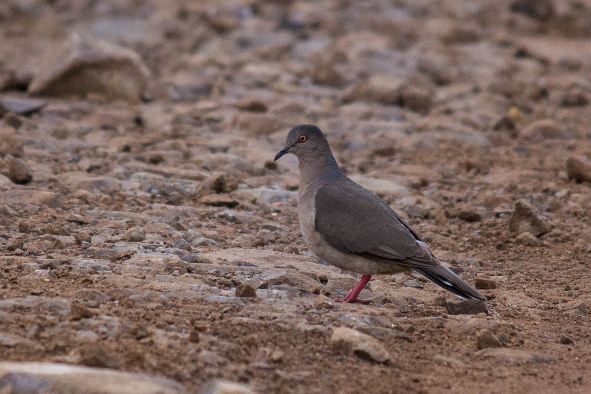 White-tipped Dove - ML79359001