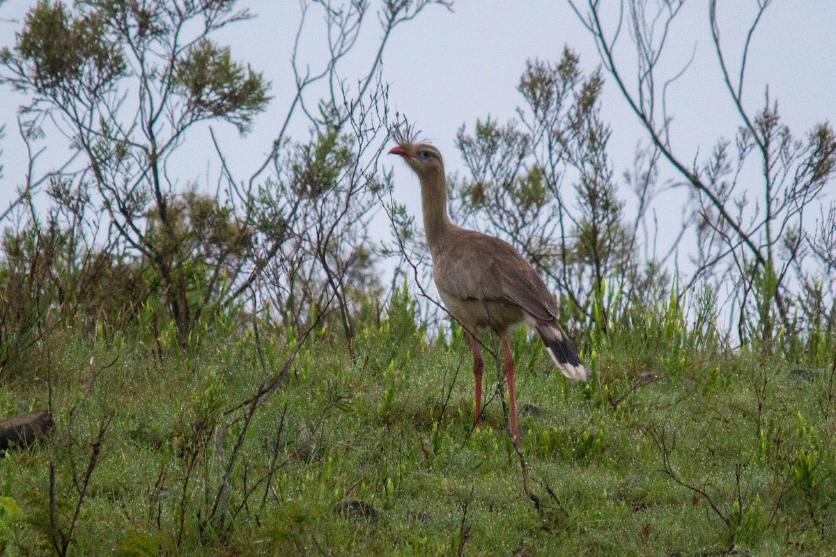 Red-legged Seriema - ML79359101