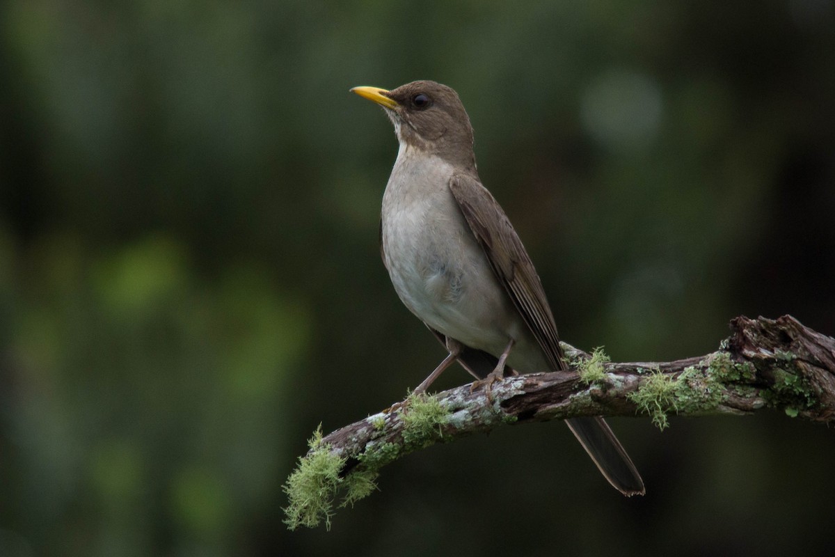 Creamy-bellied Thrush - ML79359171