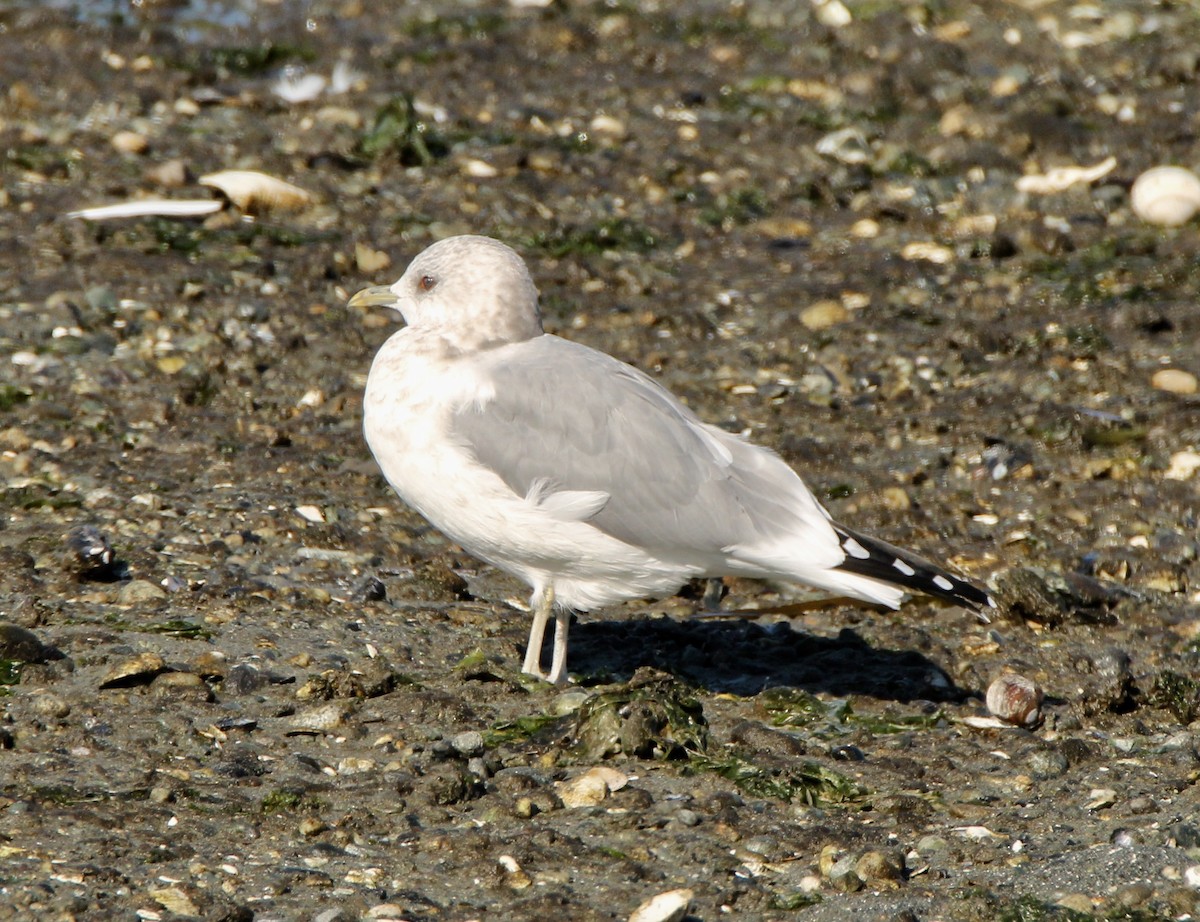 Short-billed Gull - ML79359261