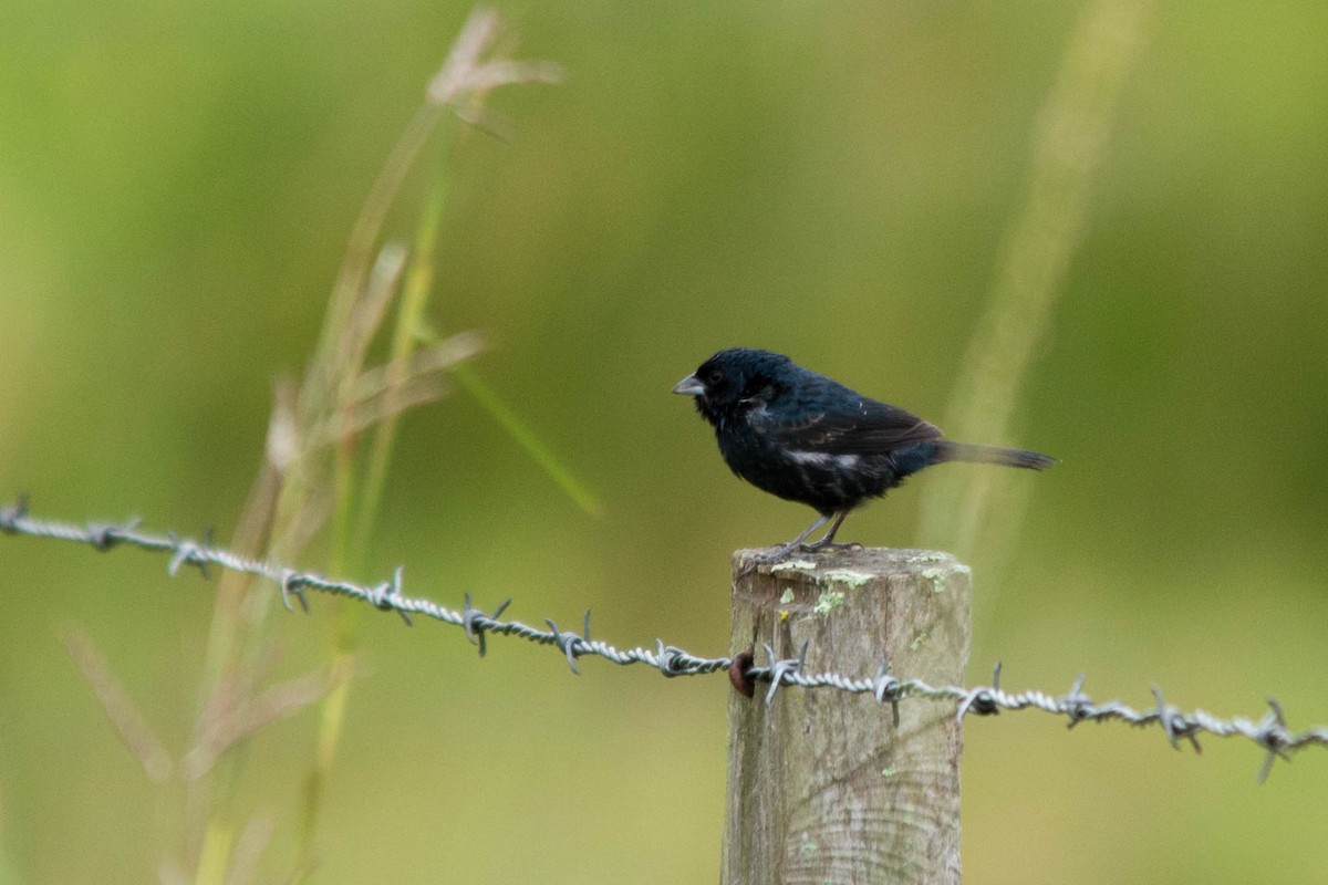 Blue-black Grassquit - ML79359281