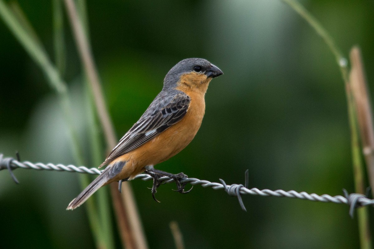 Tawny-bellied Seedeater - ML79359301