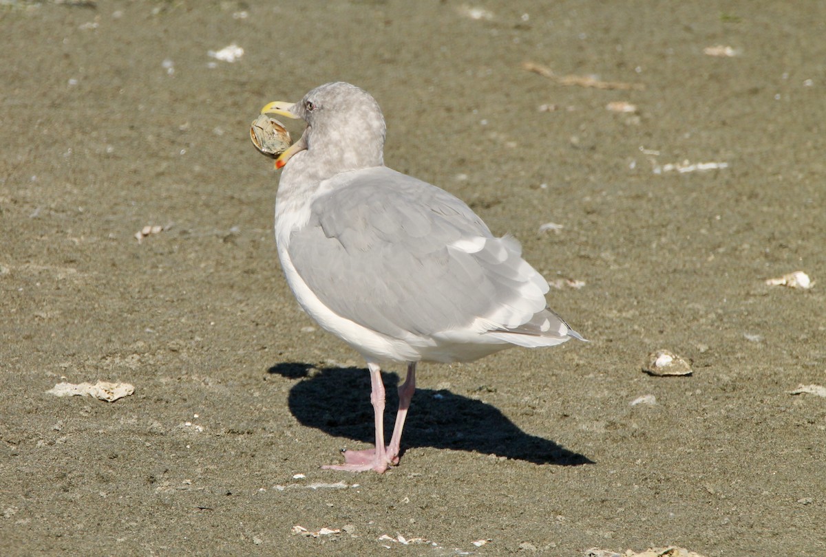 Glaucous-winged Gull - Donald L'Heureux