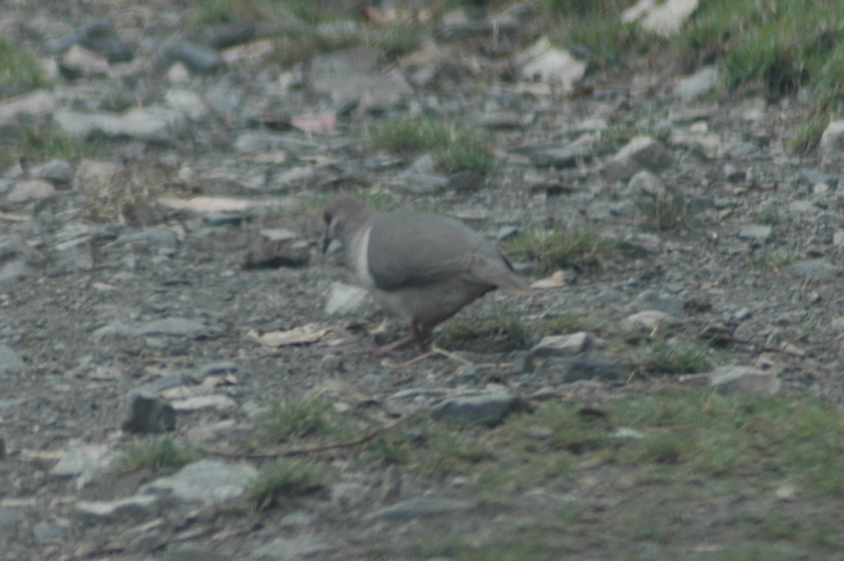 White-tipped Dove - Ricardo Brandao