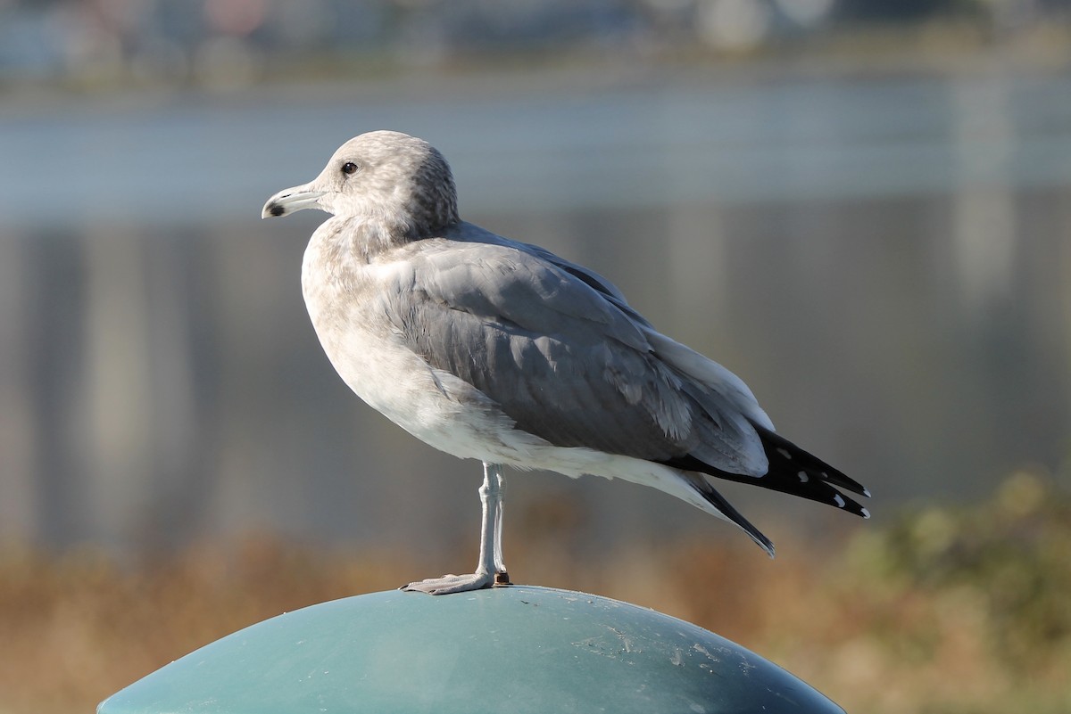 California Gull - ML79359731