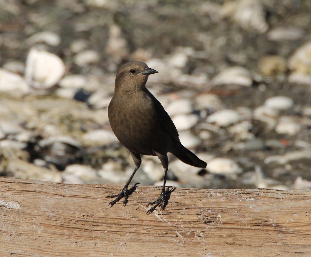 Brewer's Blackbird - ML79360181