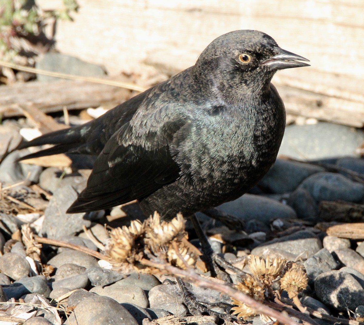 Brewer's Blackbird - ML79360281