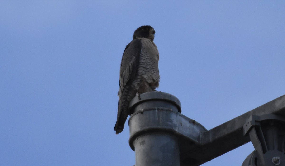 Peregrine Falcon - ML79361411