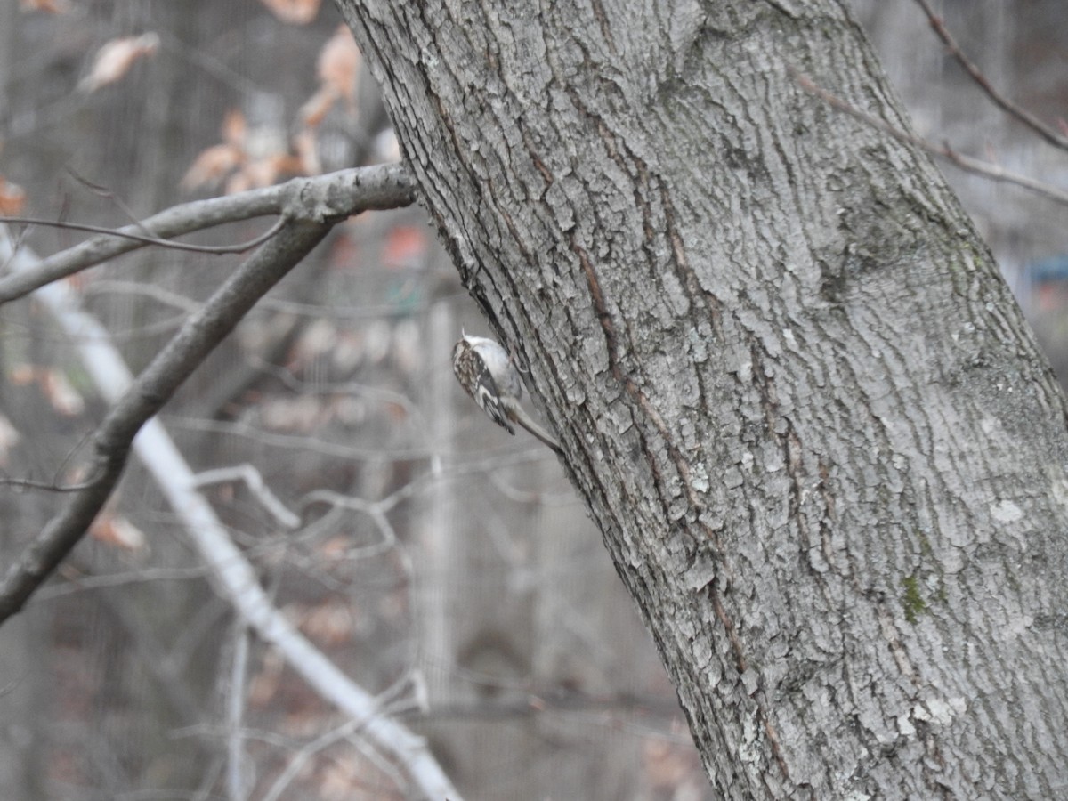 Brown Creeper - ML79363321