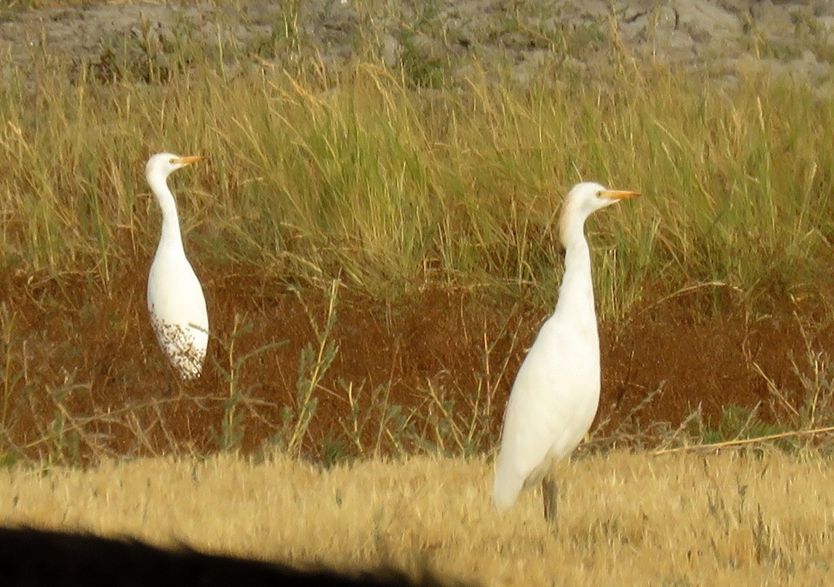 Чапля єгипетська (підвид ibis) - ML79366151