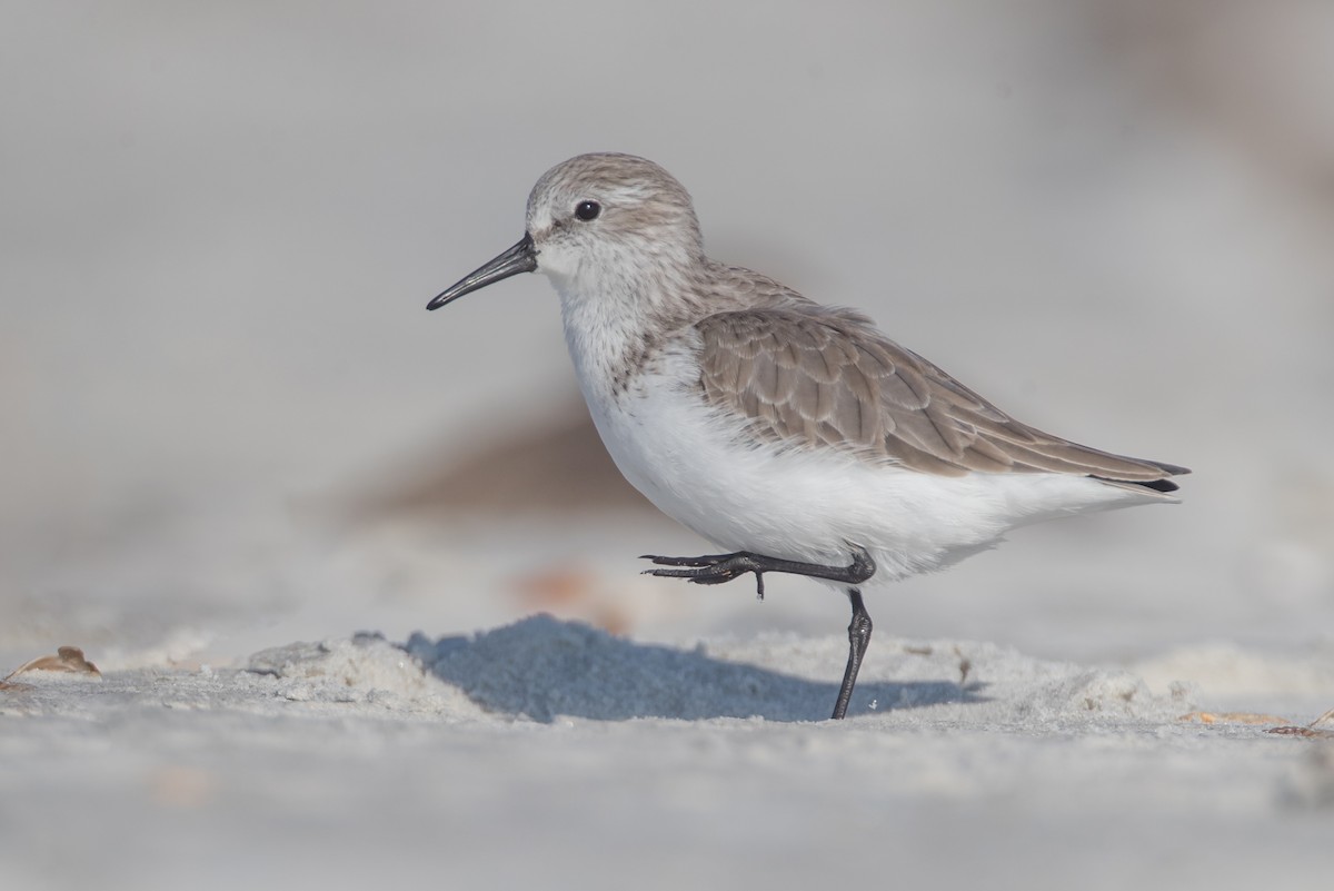 Bergstrandläufer - ML79366851