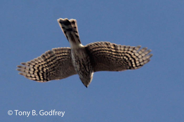 Sharp-shinned Hawk - ML79368871