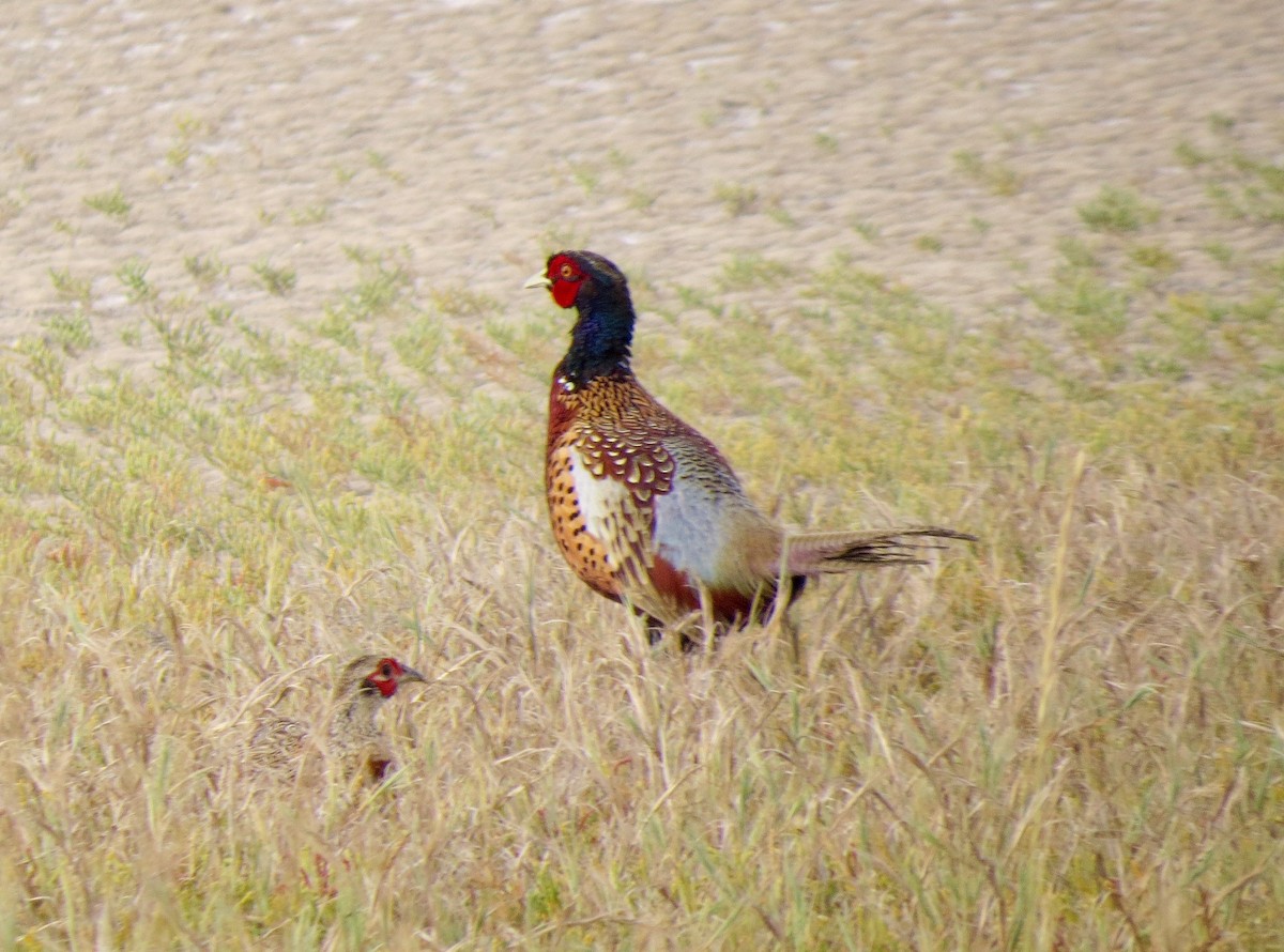 Ring-necked Pheasant - ML79369561