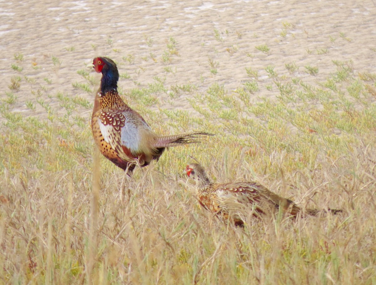 Ring-necked Pheasant - ML79369601
