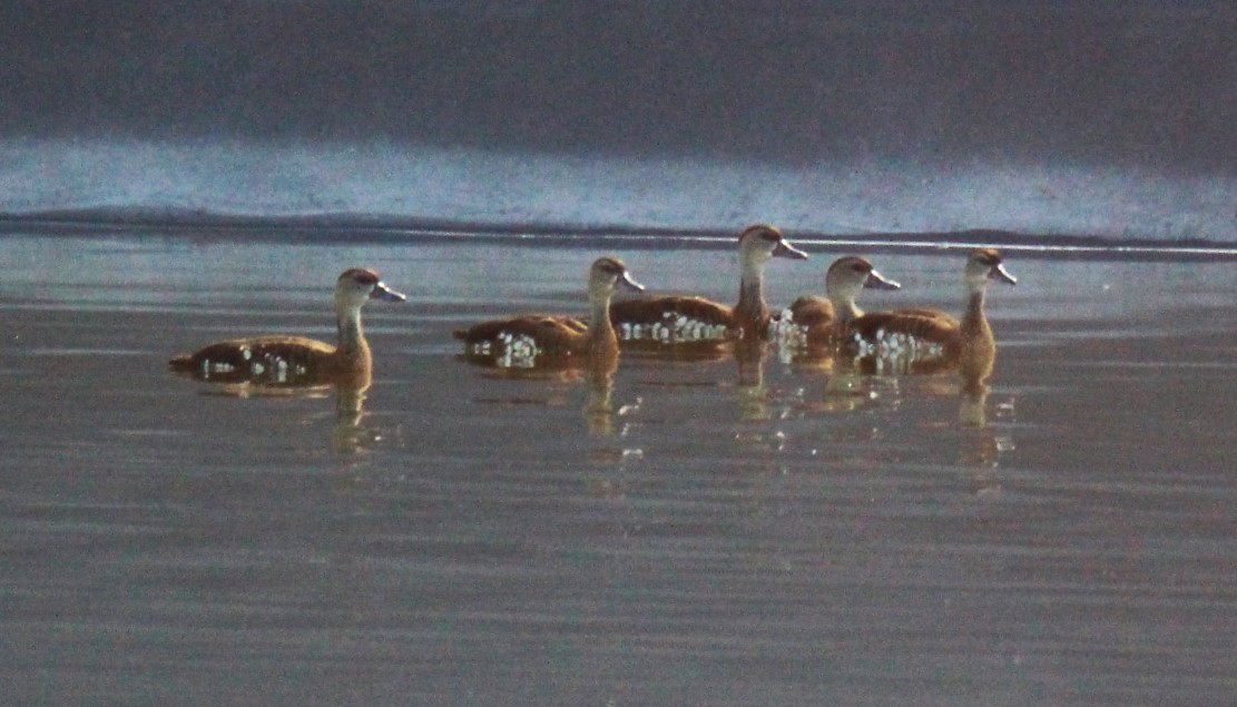 Spotted Whistling-Duck - ML79369741