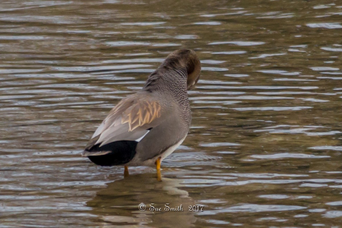 Gadwall - ML79370021