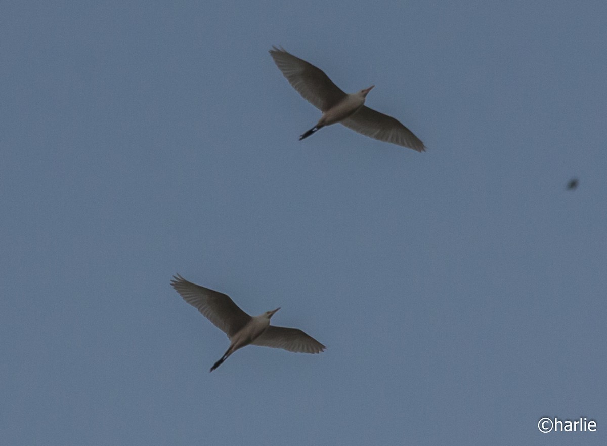 Чапля єгипетська (підвид ibis) - ML79370811