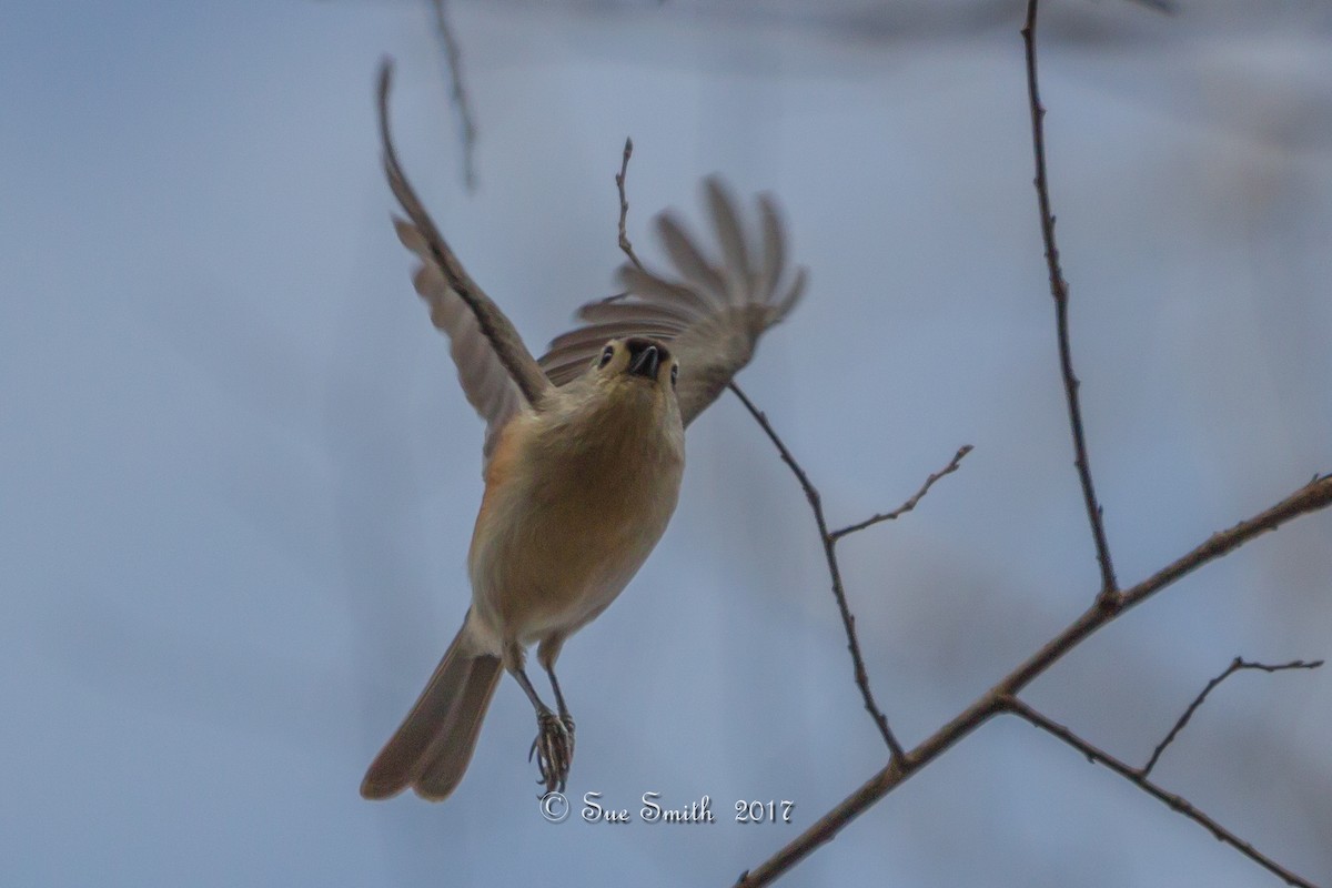 Tufted Titmouse - Sue Smith