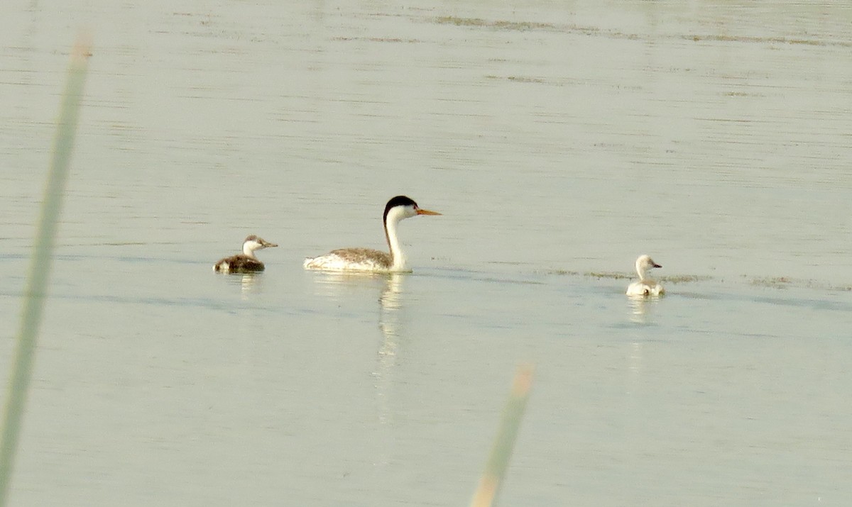 Clark's Grebe - ML79371721