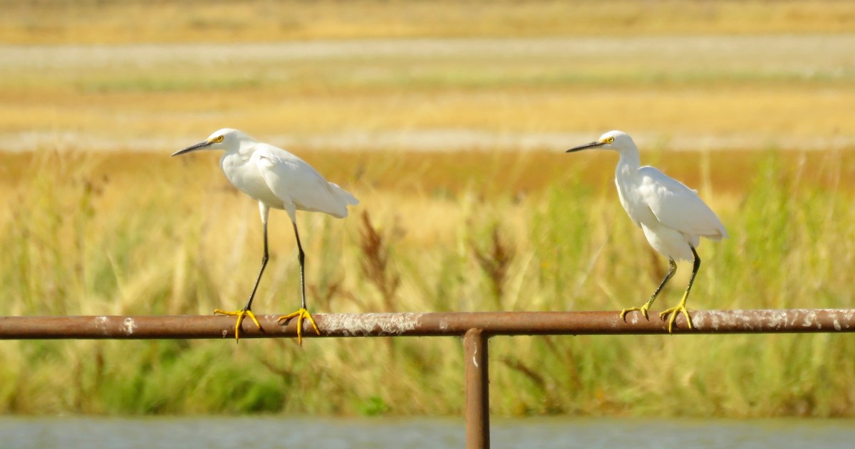 Snowy Egret - ML79371771