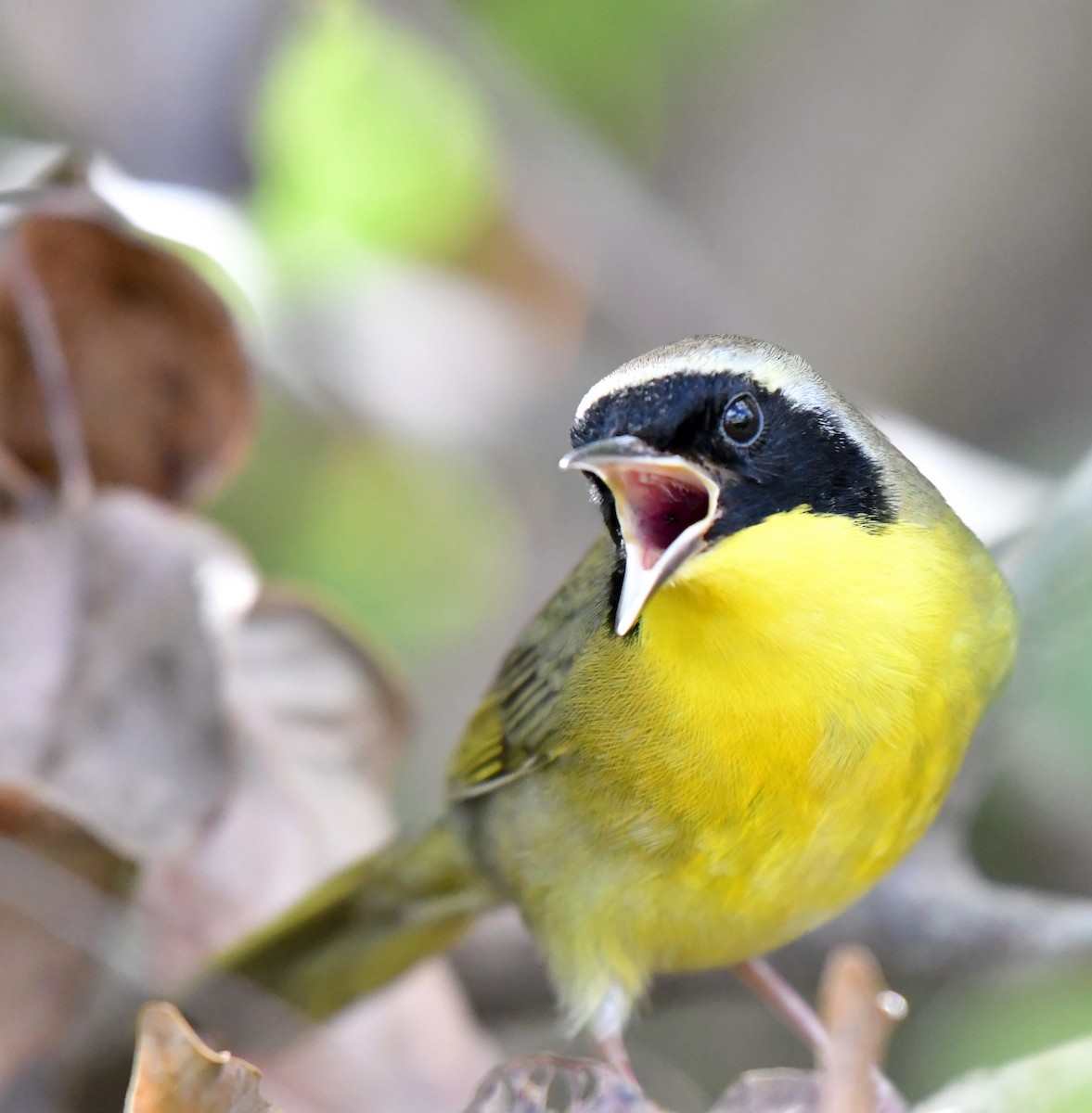 Bahama Yellowthroat - Christopher Johnson