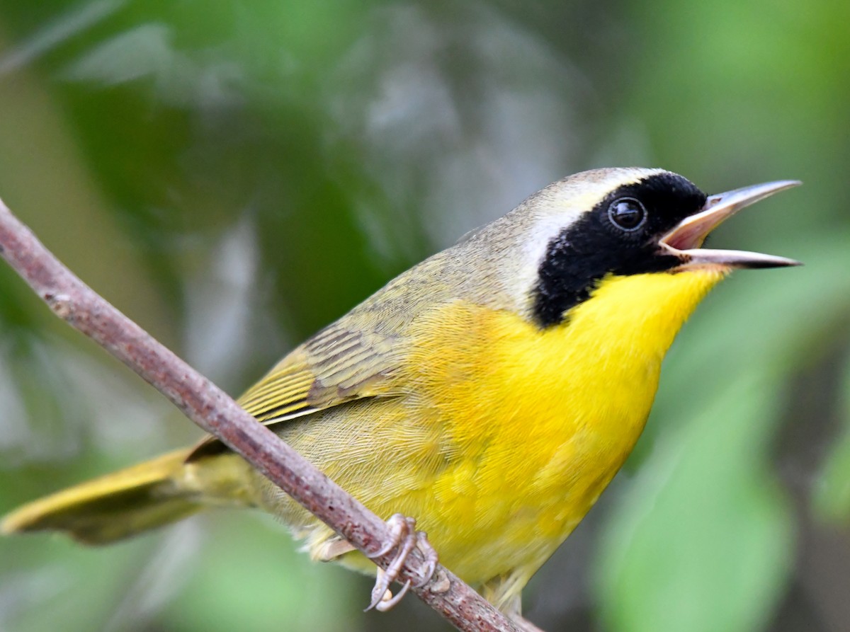 Bahama Yellowthroat - ML79373401