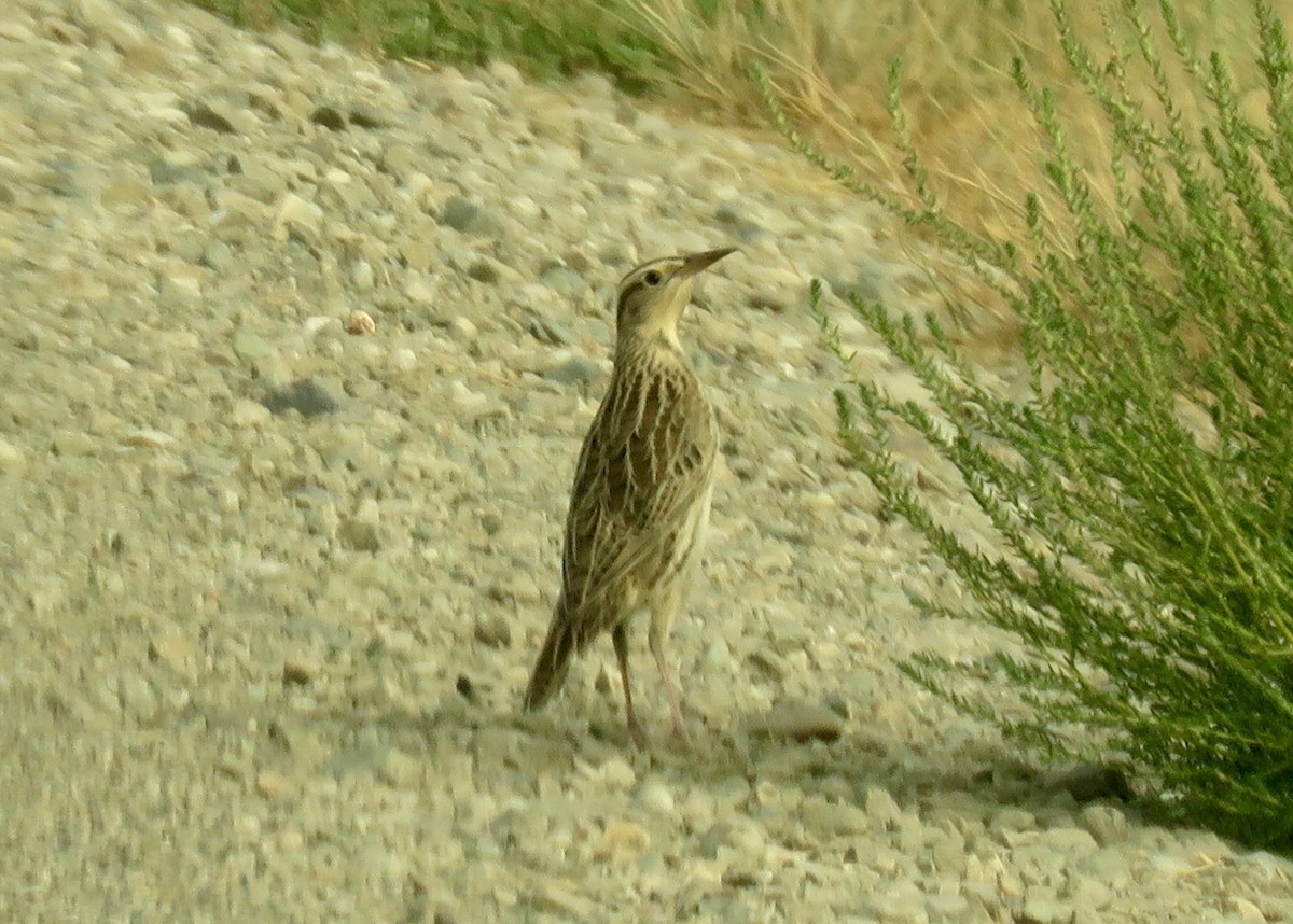 Western Meadowlark - ML79373661