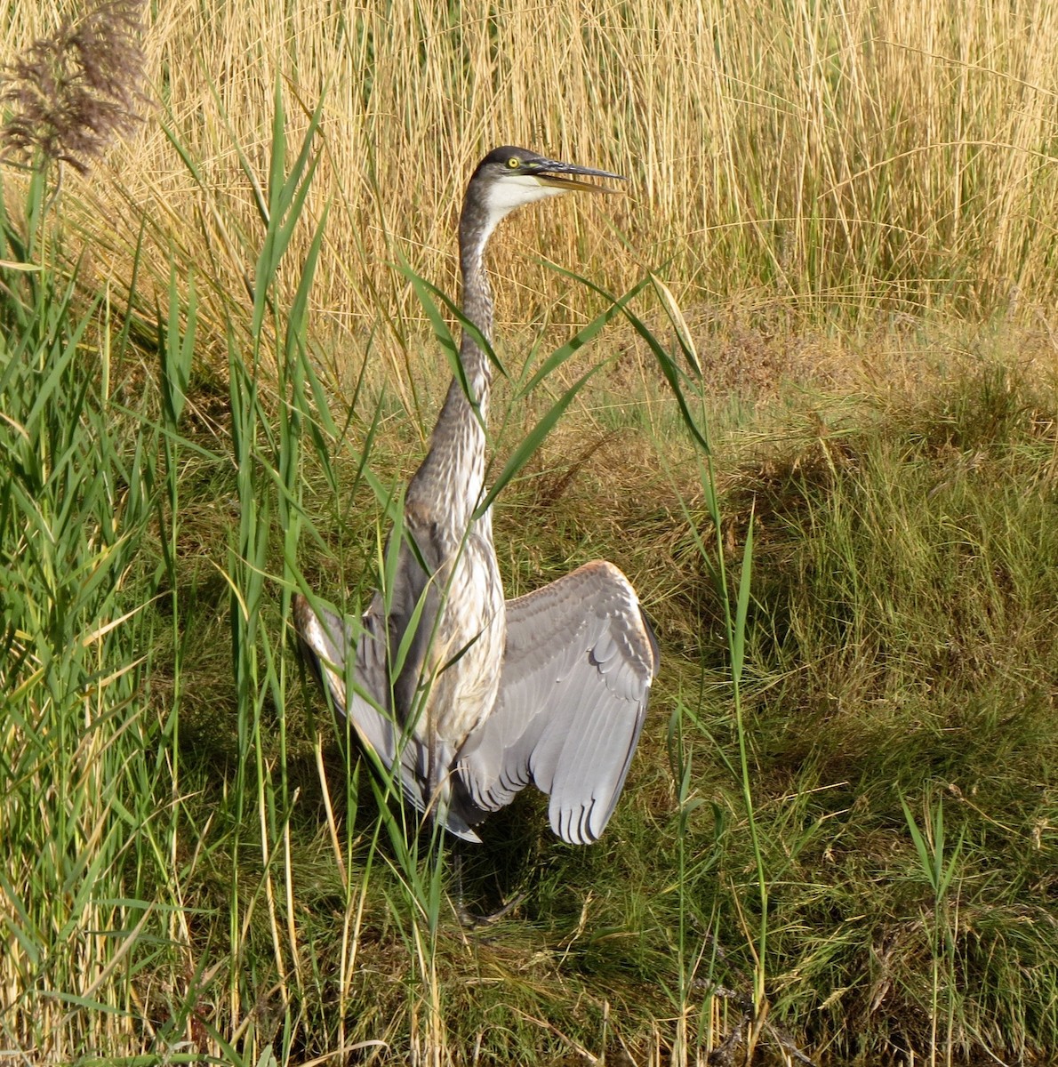 Great Blue Heron - Petra Clayton