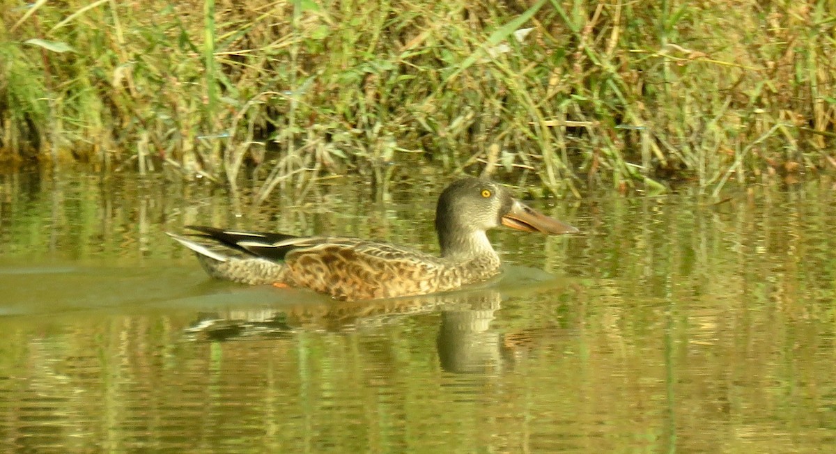 Northern Shoveler - ML79374131