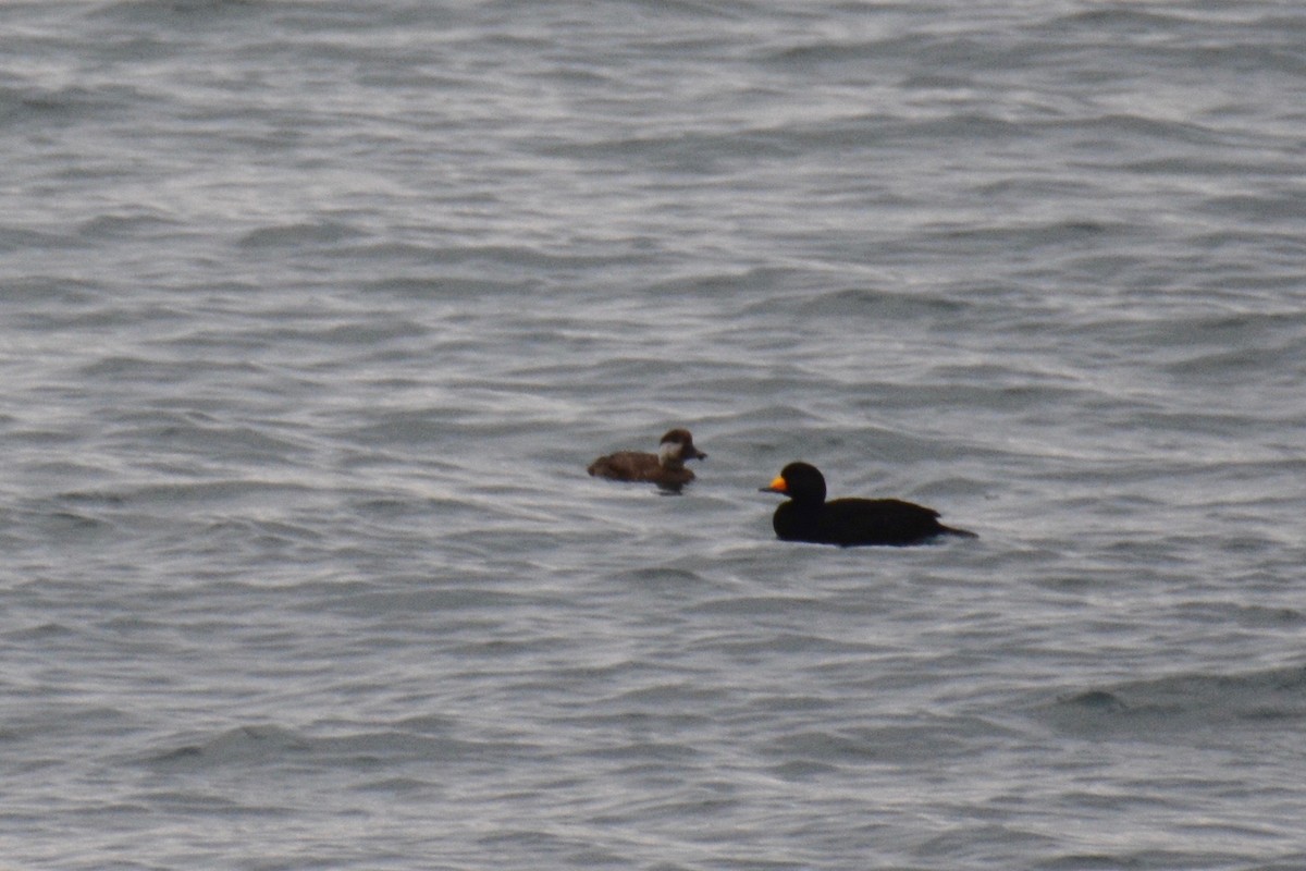 amerikasvartand - ML79376781