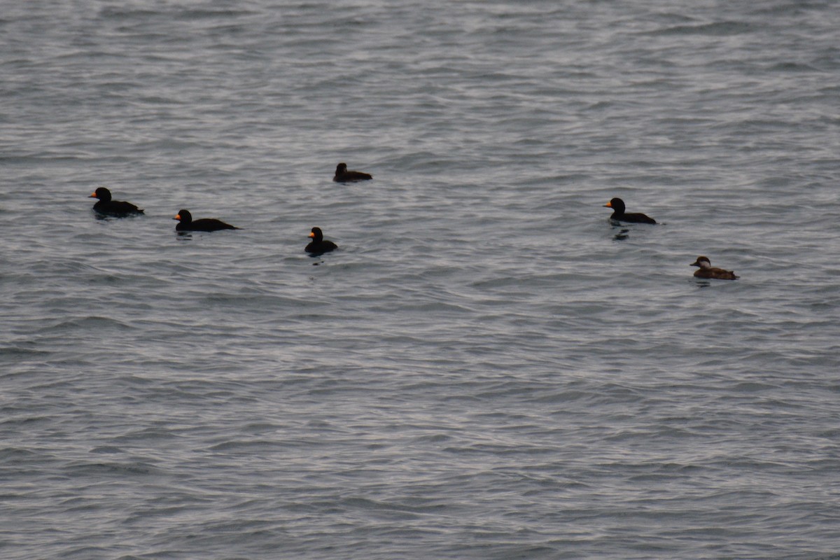 amerikasvartand - ML79376811