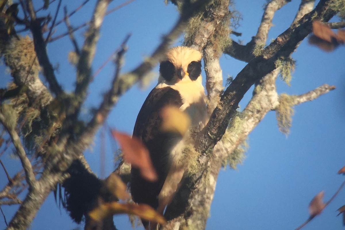 Laughing Falcon - ML79377451