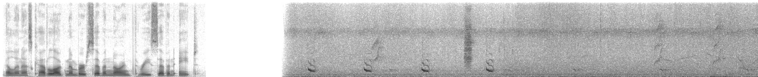 Green Barbet - ML79378