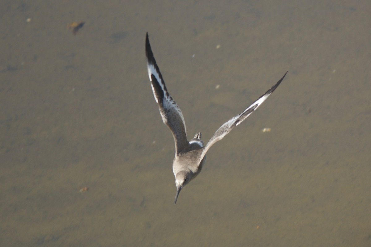 Willet (Western) - ML79379321