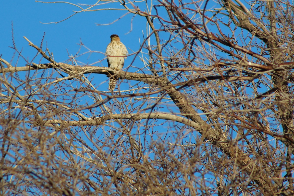 Cooper's Hawk - ML79379751