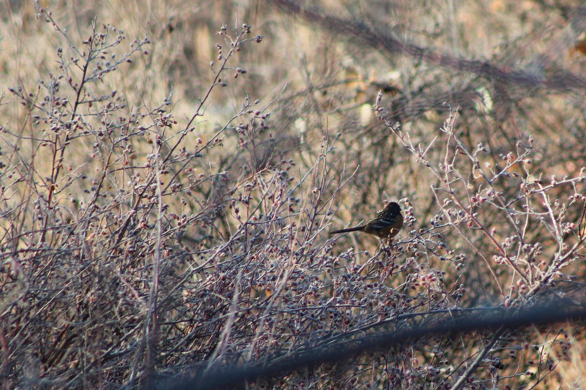 Spotted Towhee - David Lerwill