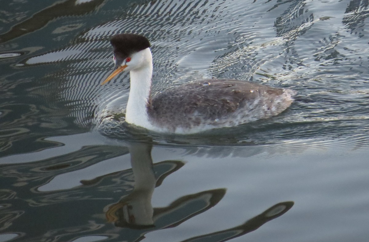 Clark's Grebe - ML79380361