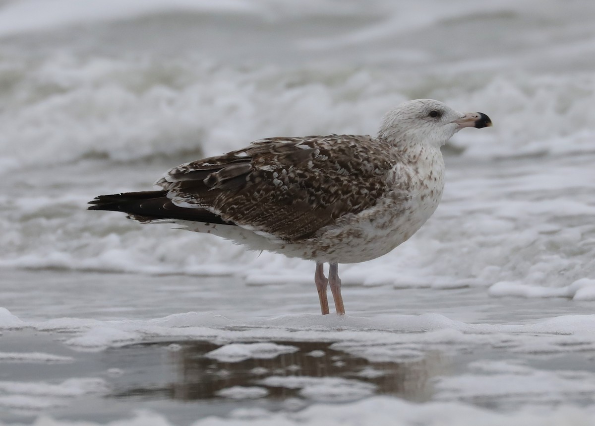 Great Black-backed Gull - James Rieman