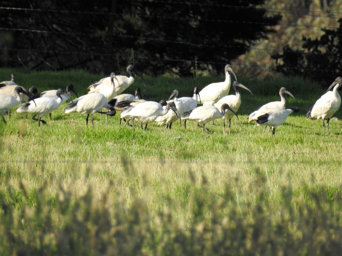 Australian Ibis - Ken Crawley