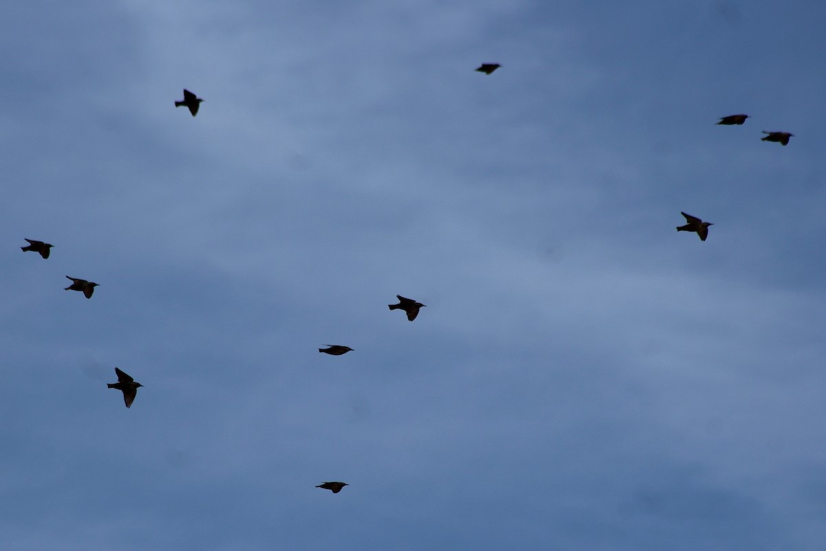 European Starling - David Lerwill