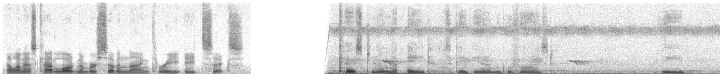 Green Barbet - ML79386